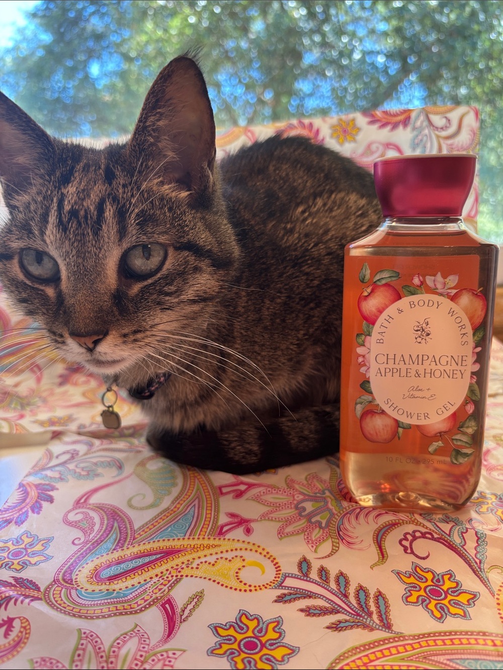 Bath and body works champagne apple & honey shower gel NEW 10 oz